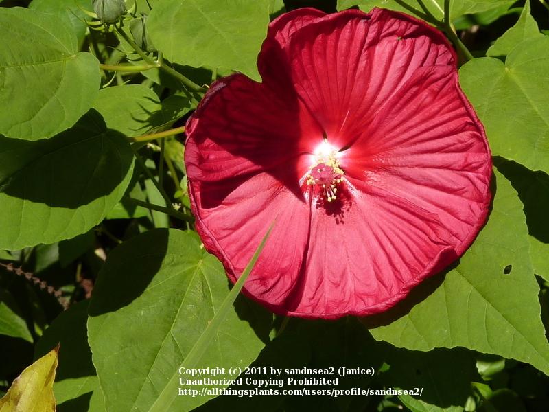 Photo of Hybrid Hardy Hibiscus (Hibiscus Luna™ Red) uploaded by sandnsea2
