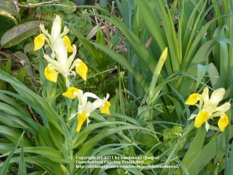 Photo of Juno Iris (Iris bucharica) uploaded by sandnsea2
