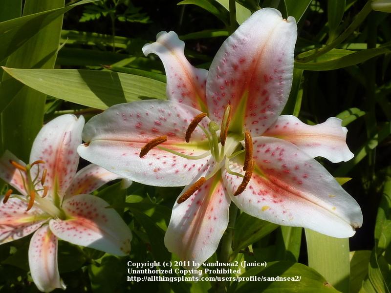 Photo of Lily (Lilium 'Salmon Star') uploaded by sandnsea2