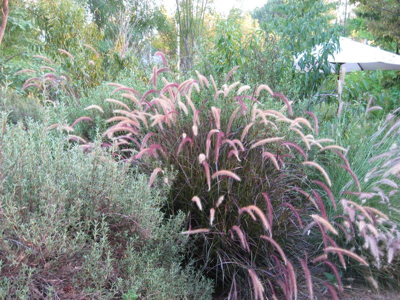 Photo of Purple Fountain Grass (Cenchrus setaceus 'Rubrum') uploaded by wcgypsy
