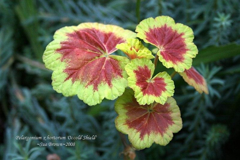 Photo of Zonal Geranium (Pelargonium x hortorum 'Occold Shield') uploaded by Calif_Sue