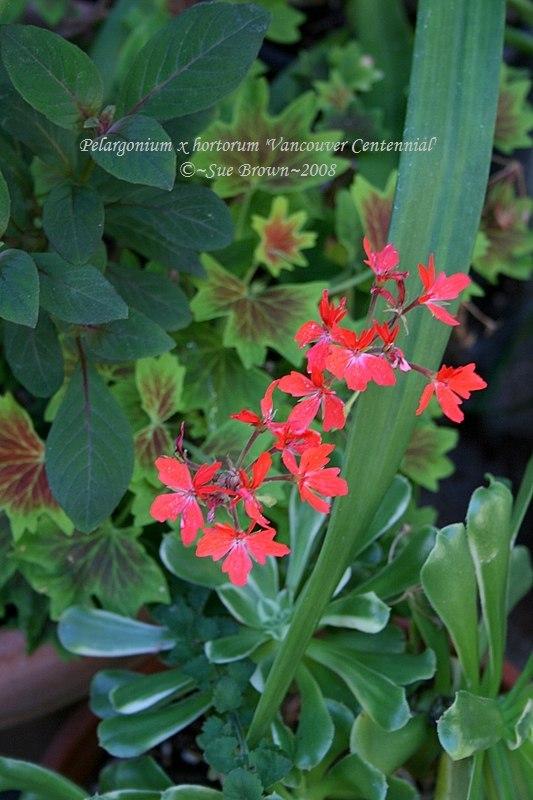 Photo of Zonal Geranium (Pelargonium x hortorum 'Vancouver Centennial') uploaded by Calif_Sue