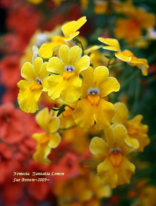 Photo of Nemesia Sunsatia® Lemon Improved uploaded by Calif_Sue