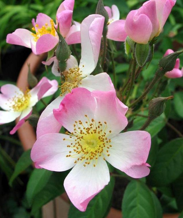 Photo of Rose (Rosa 'Lyda Rose') uploaded by Calif_Sue