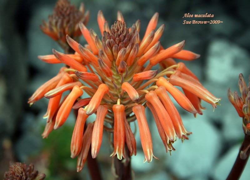 Photo of Soap Aloe (Aloe maculata) uploaded by Calif_Sue