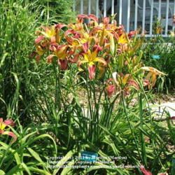 Location: Valley of the Daylilies in Lebanon, OH. Home of Dan (the hybridizer) and Jackie Bachman
Date: Jul 8, 2005 11:30 AM