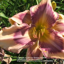 Location: Valley of the Daylilies in Lebanon, OH. Home of Dan and Jackie Bachman
Date: Jul 10, 2005 10:19 AM