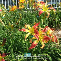 Location: Valley of the Daylilies in Lebanon, OH. Home of Dan (the hybridizer) and Jackie Bachman
Date: Jul 7, 2005 11:30 AM