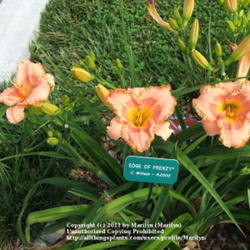 Location: Valley of the Daylilies in Lebanon, OH. Home of Dan and Jackie Bachman
Date: Jul 7, 2005 10:34 AM