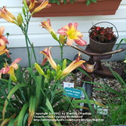 Location: Valley of the Daylilies in Lebanon, OH. Home of Dan (the hybridizer) and Jackie Bachman
Date: Jul 7, 2005 10:49 AM