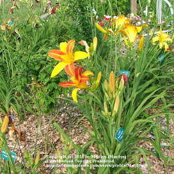 Location: Valley of the Daylilies in Lebanon, OH. Home of Dan (the hybridizer) and Jackie Bachman
Date: Jul 7, 2005 10:02 AM
