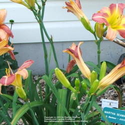 Location: Valley of the Daylilies in Lebanon, OH. Home of Dan (the hybridizer) and Jackie Bachman
Date: Jul 11, 2005 4:15 PM