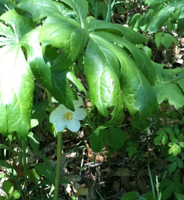 Photo of Mayapple (Podophyllum peltatum) uploaded by Sharon