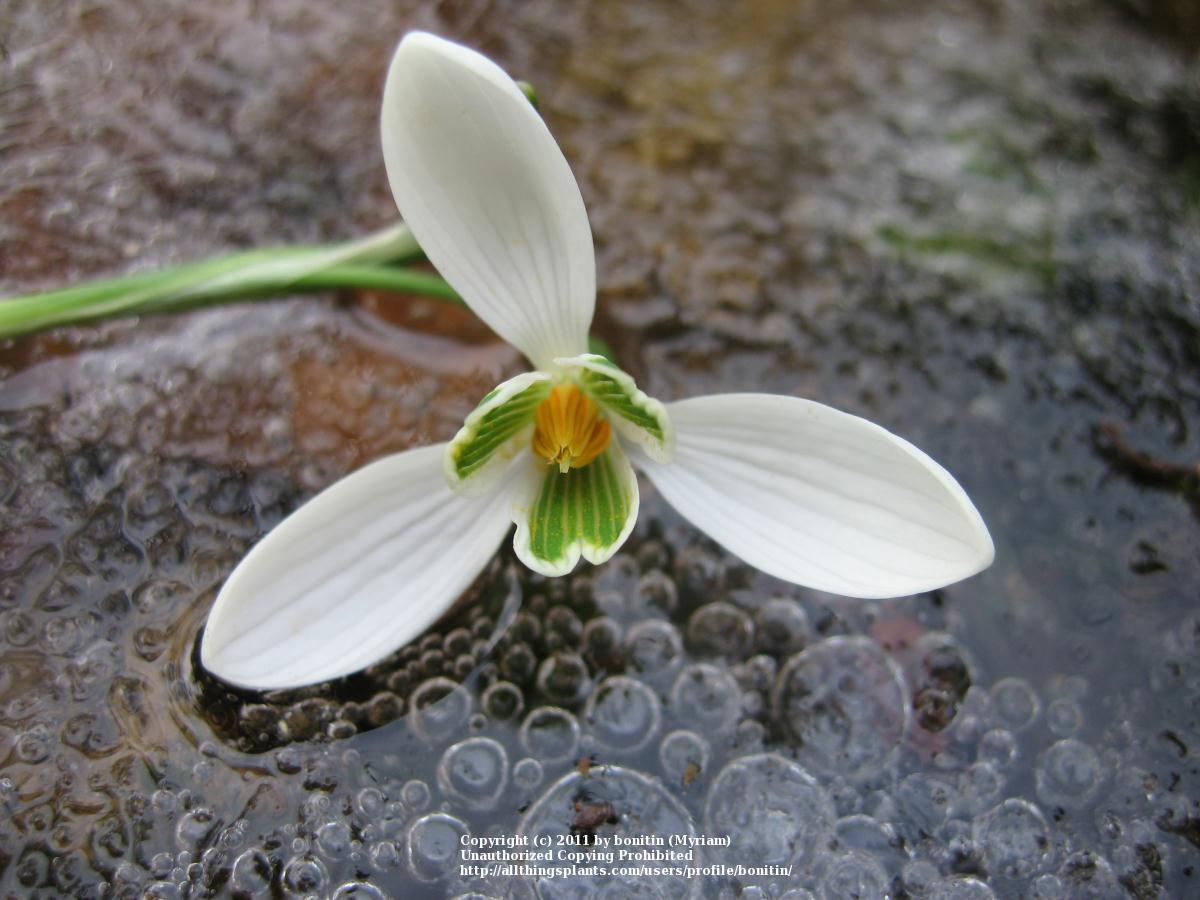 Photo of Snowdrop (Galanthus nivalis) uploaded by bonitin