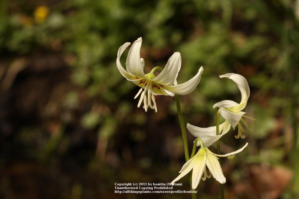 Photo of California Trout Lily (Erythronium californicum 'White Beauty') uploaded by bonitin