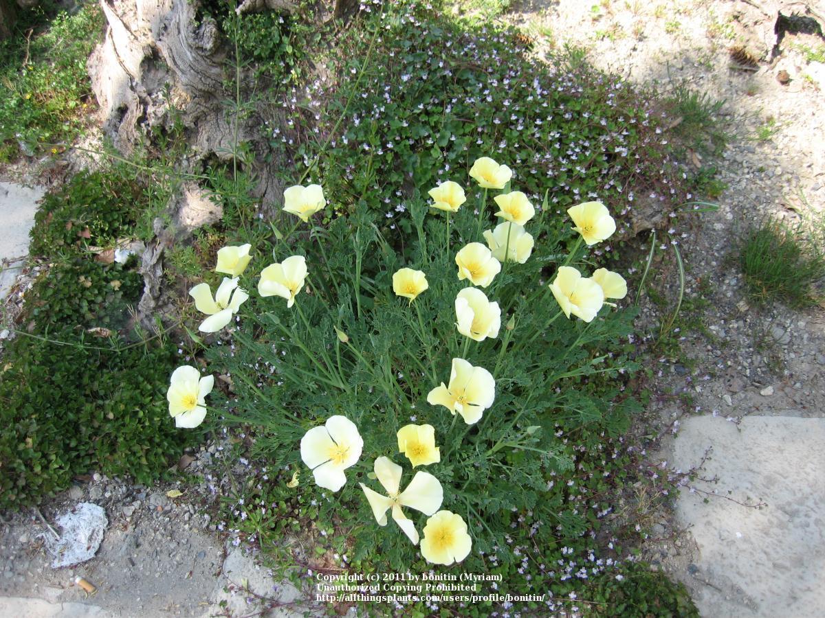 Photo of California Poppy (Eschscholzia californica 'Alba') uploaded by bonitin