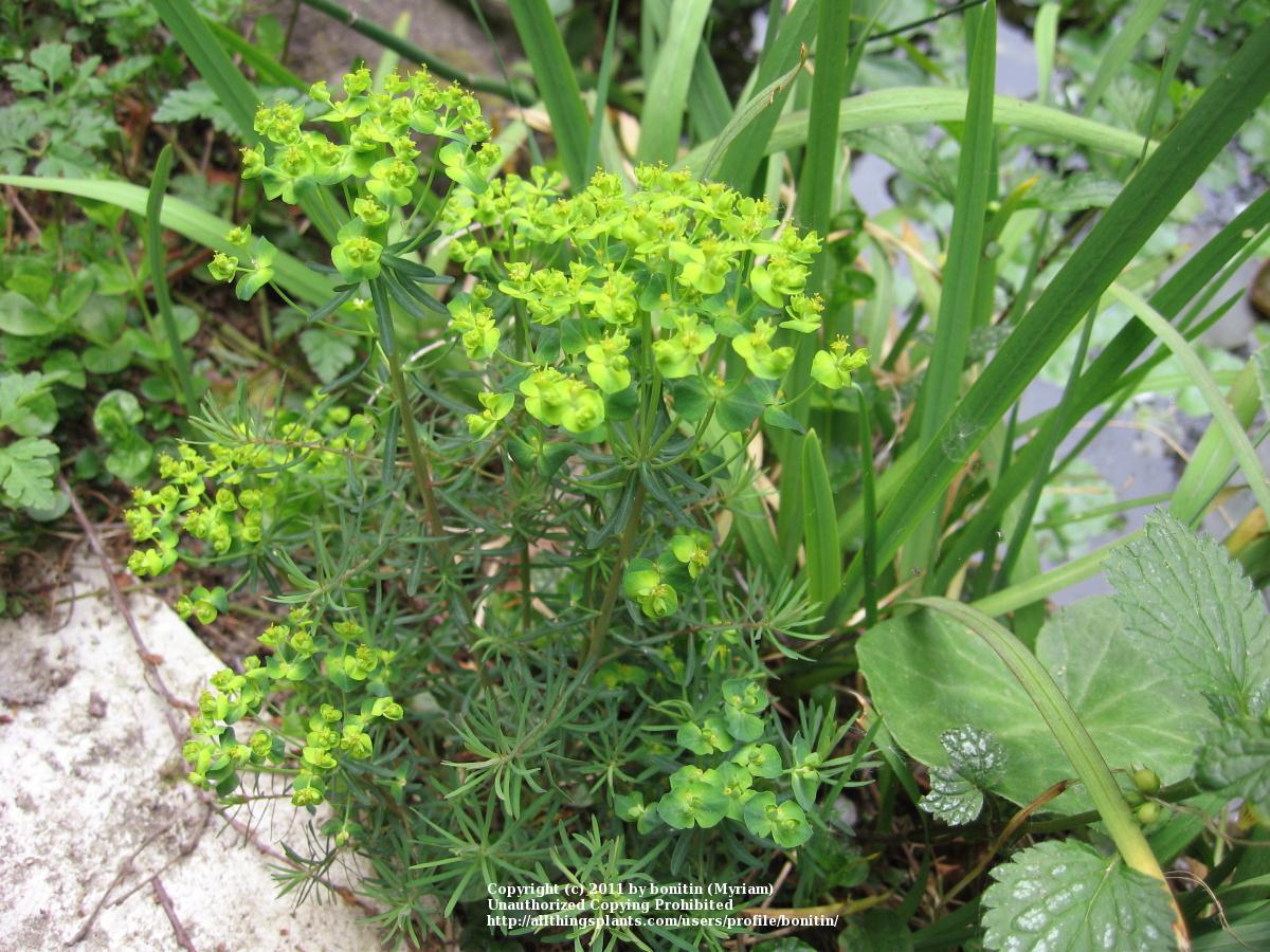 Photo of Cypress Spurge (Euphorbia cyparissias) uploaded by bonitin