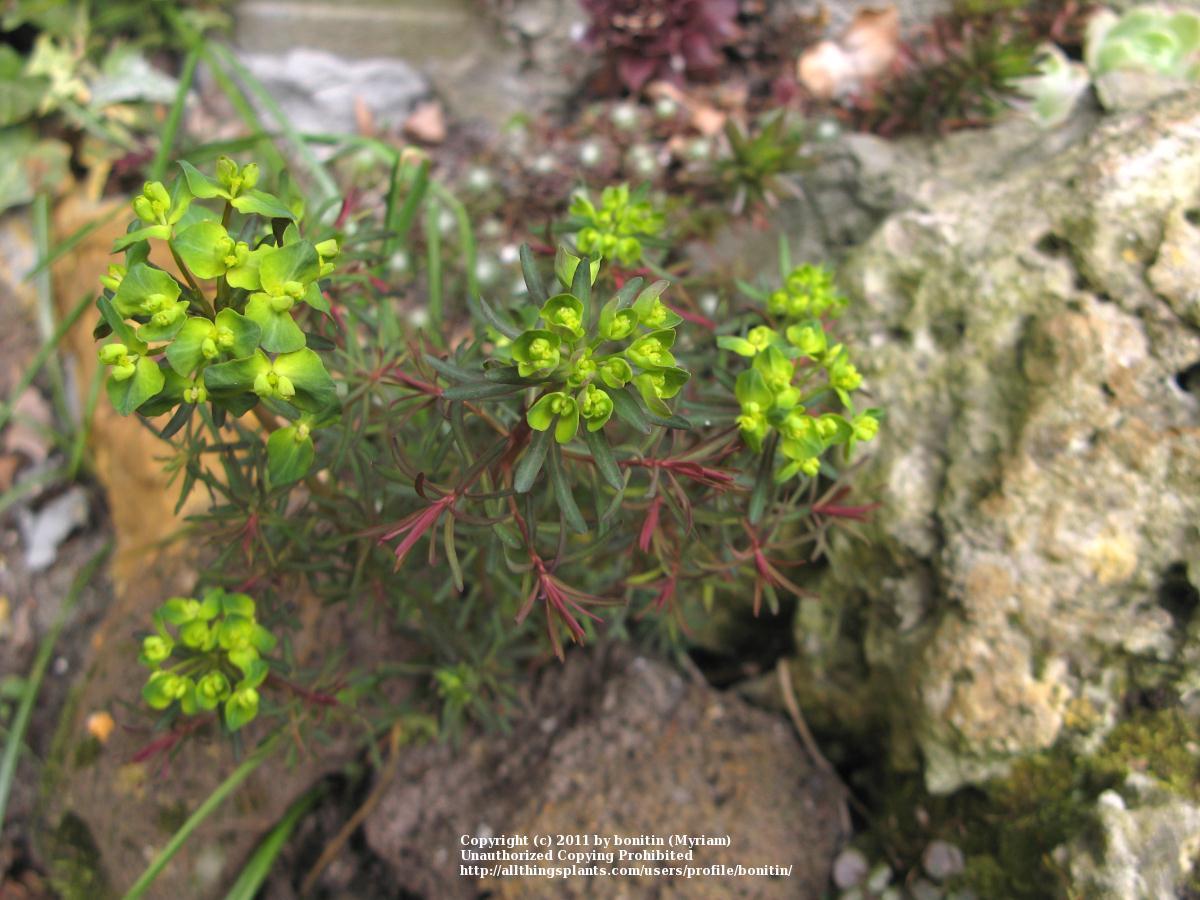 Photo of Cypress Spurge (Euphorbia cyparissias 'Fen's Ruby') uploaded by bonitin