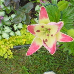 Location: Part shade garden
Date: Jun 20, 2009 8:30 AM
Lollipop lily