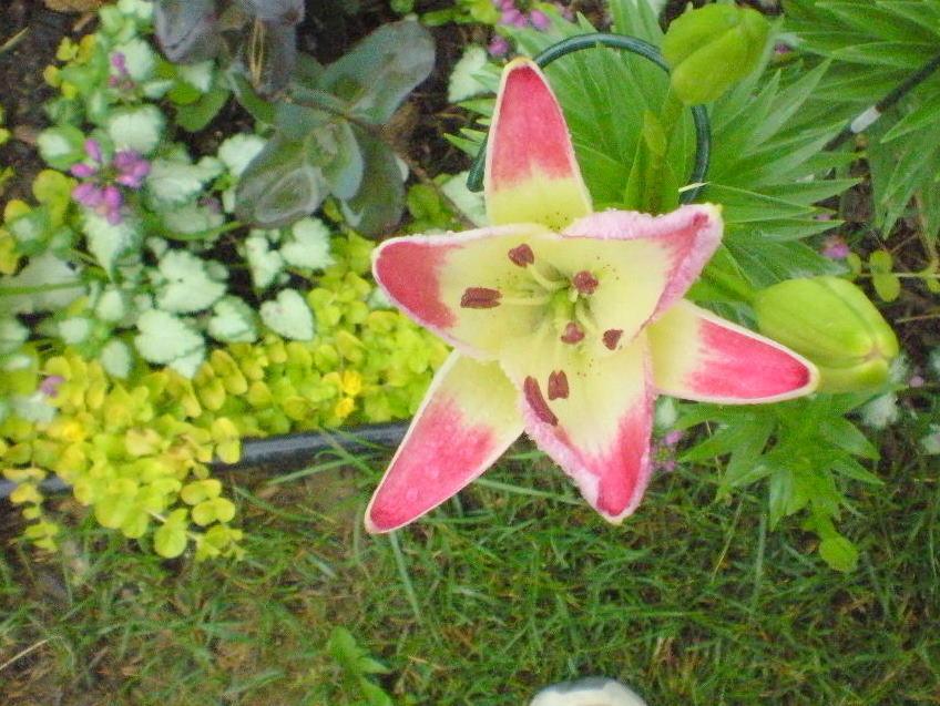 Photo of Lily (Lilium 'Lollypop') uploaded by ge1836