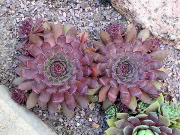 Photo of Hen and Chicks (Sempervivum 'Plumb Rose') uploaded by goldfinch4