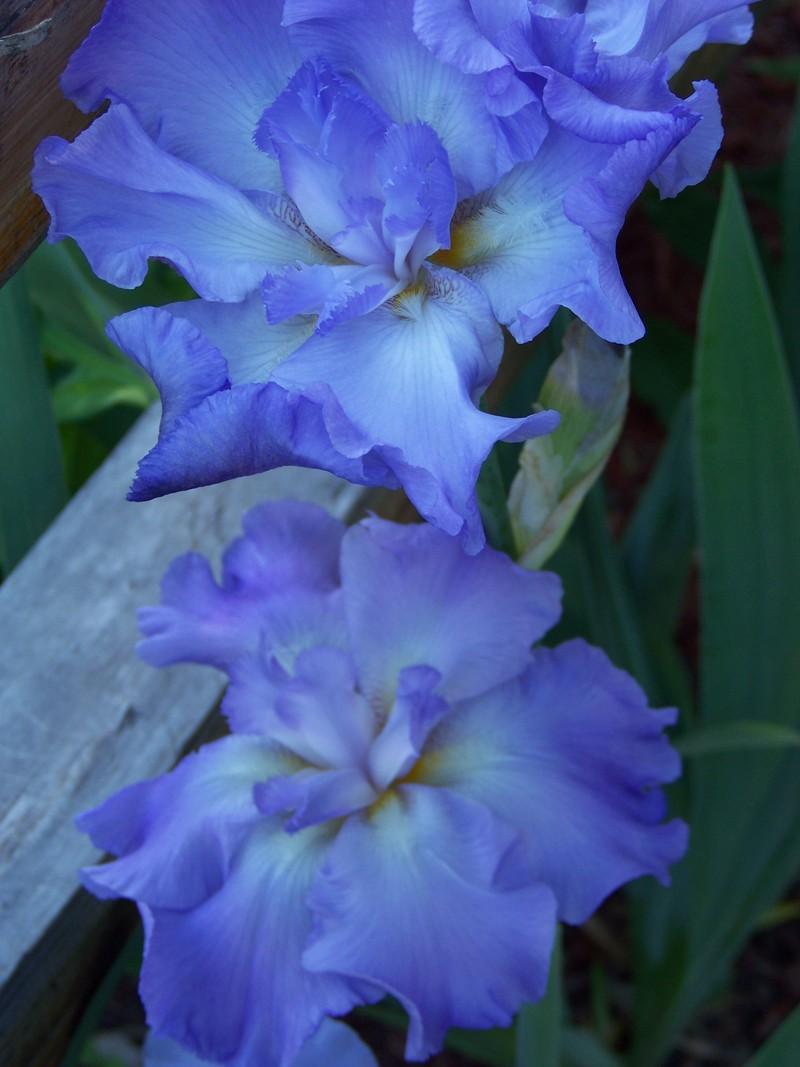 Photo of Tall Bearded Iris (Iris 'Six Pack') uploaded by mattsmom