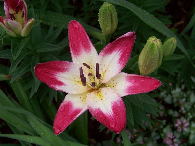Photo of Lily (Lilium 'Lollypop') uploaded by mattsmom
