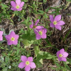Location: Northeastern Texas
Date: June, 2010
This native wildflower can be found growing in large colonies