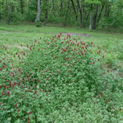 Location: Northeastern Texas
Date: April 16, 2010
Crimson clover has naturalized throughout much of North America