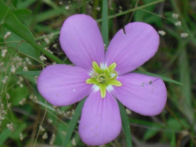 Photo of Meadow Pink (Sabatia campestris) uploaded by wildflowers