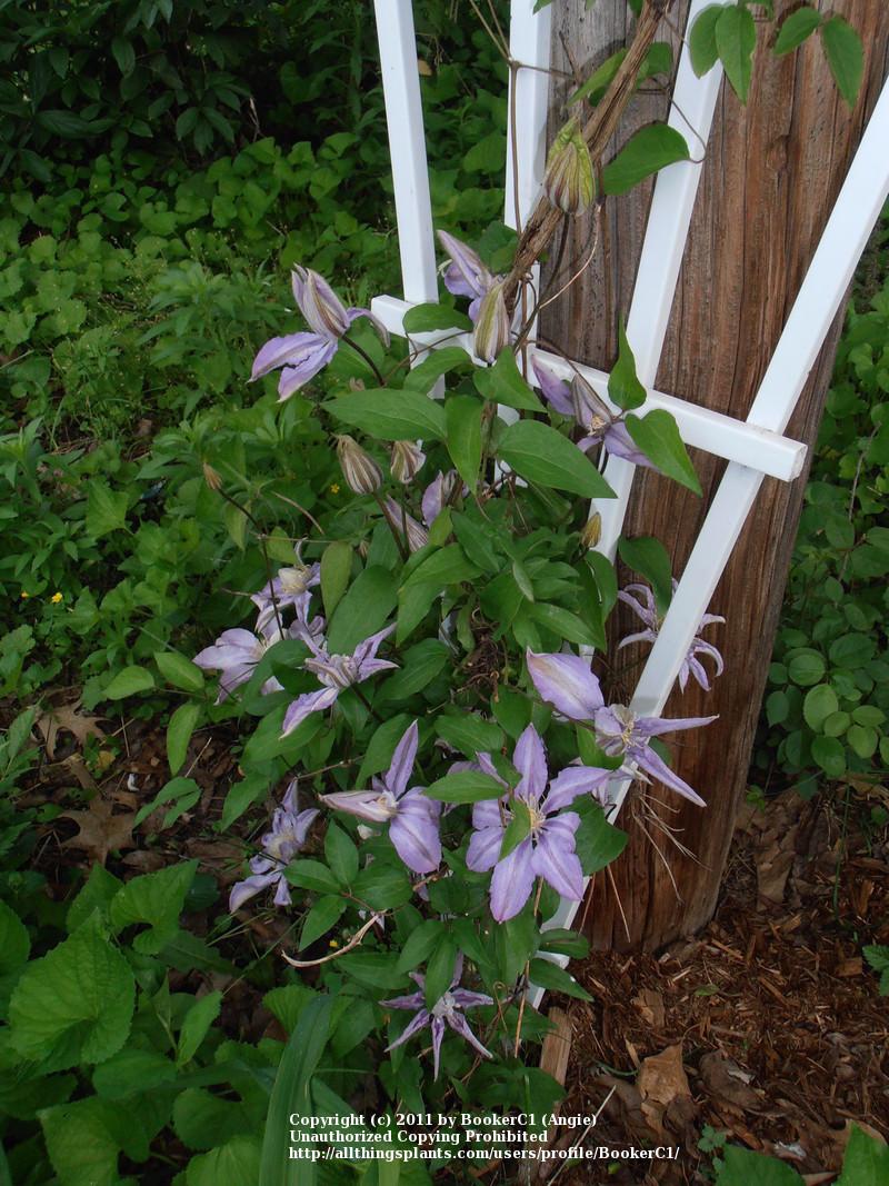 Photo of Clematis 'Proteus' uploaded by BookerC1