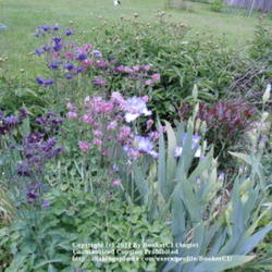 Location: Mackinaw, IL
Date: May 19, 2011 3:01 AM
View of pink and purple Barlow Columbine with iris and peonies.  