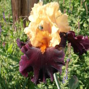 This is my all-time favorite iris!