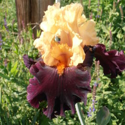 Location: Mackinaw, IL
Date: May 22, 2011 4:11 PM
This is my all-time favorite iris!