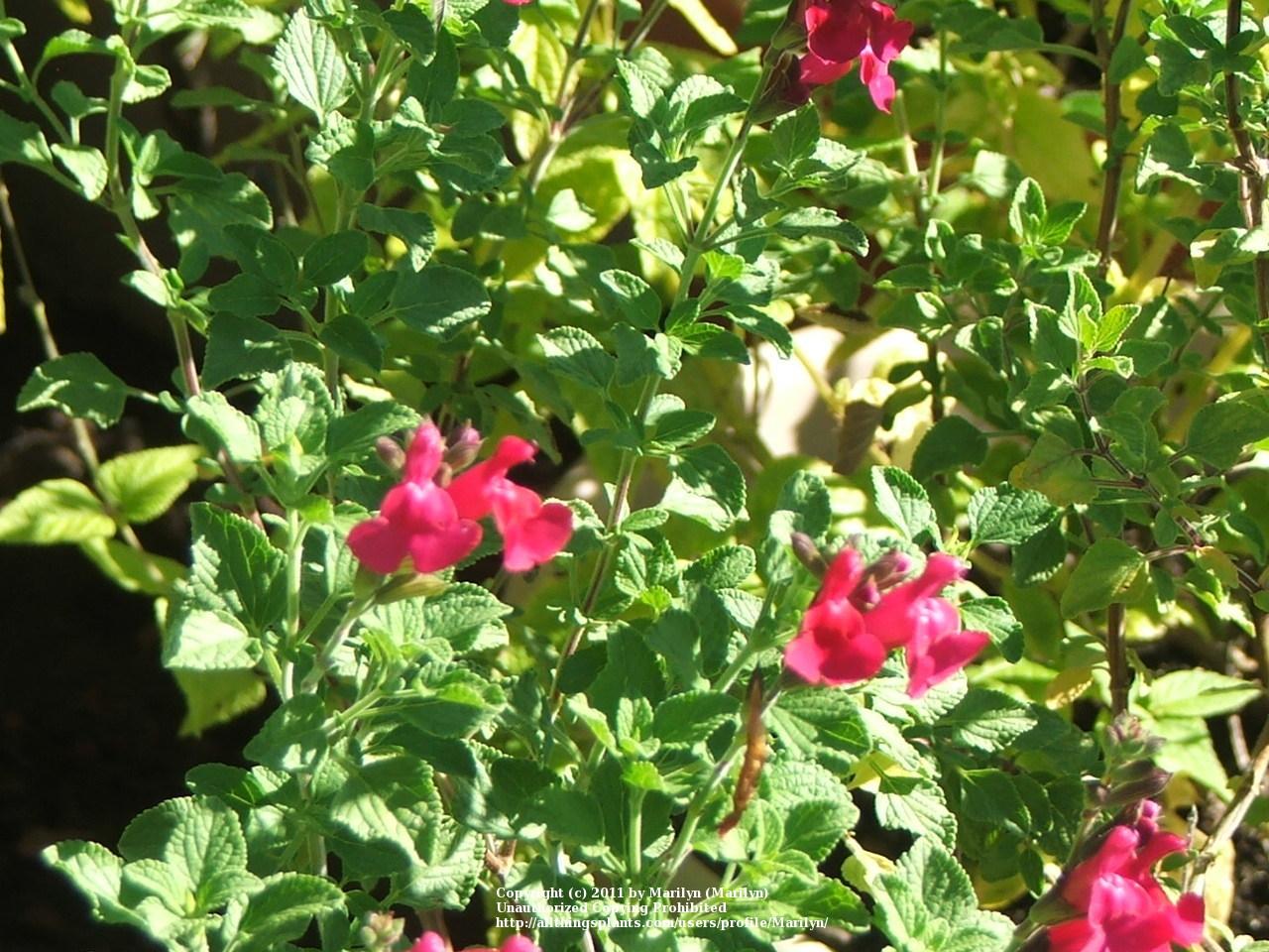 Photo of Baby Sage (Salvia microphylla 'San Carlos Festival') uploaded by Marilyn