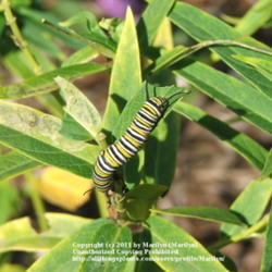 Location: My garden in Kentucky
Date: Sep 19, 2006 10:42 AM
Monarch Caterpillar on leaf
