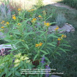 Location: My garden in Kentucky
Date: Aug 12, 2007 9:31 AM