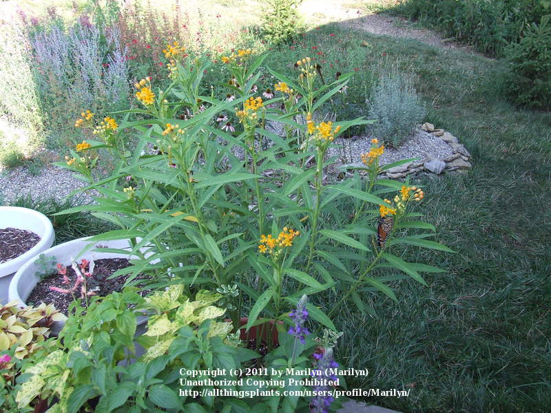 Photo of Tropical Milkweed (Asclepias curassavica 'Silky Gold') uploaded by Marilyn