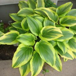 Location: Pleasant Grove, Utah
Date: May 22, 2011 11:09 AM
This is a great hosta