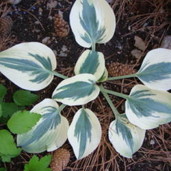 Location: Pleasant Grove, Utah
Date: Jun 15, 2011 6:44 PM
Blue Ivory...young plant