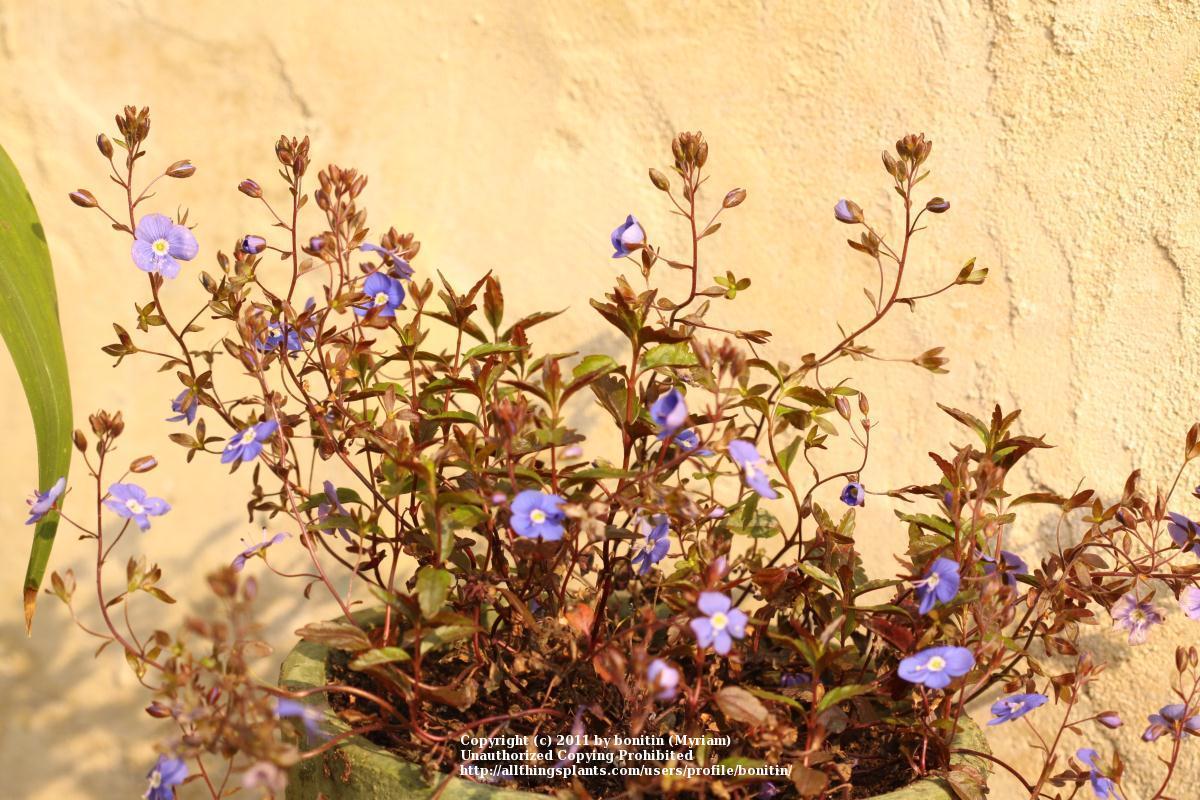 Photo of Speedwell (Veronica peduncularis 'Georgia Blue') uploaded by bonitin