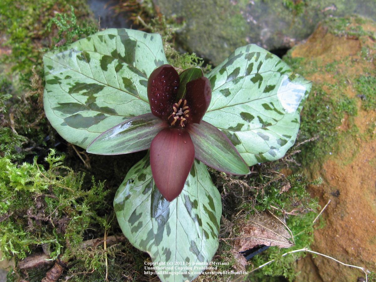 Photo of Sessile Trillium (Trillium sessile) uploaded by bonitin