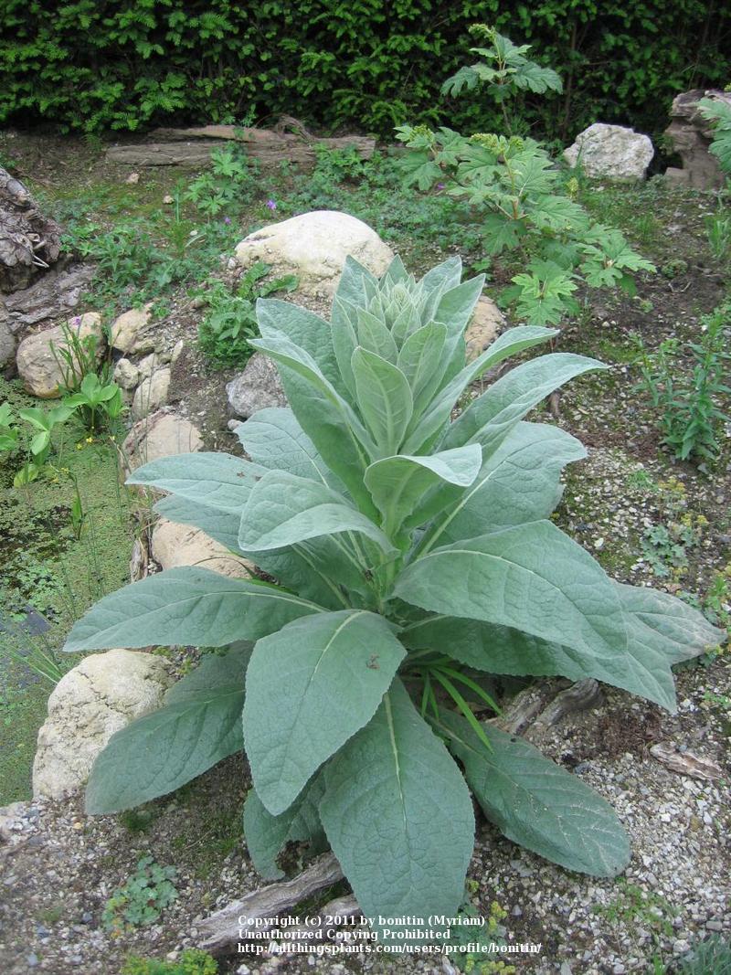 Photo of Common Mullein (Verbascum thapsus) uploaded by bonitin