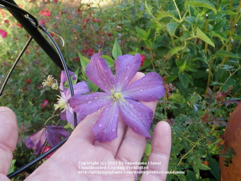 Photo of Clematis (Clematis viticella Galore™) uploaded by canadanna