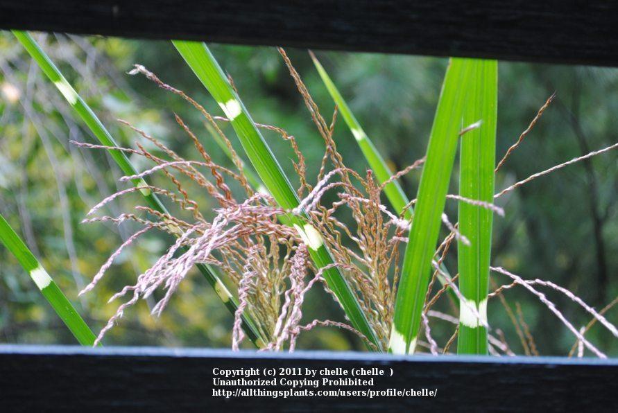 Photo of Zebra Grass (Miscanthus sinensis 'Zebrinus') uploaded by chelle