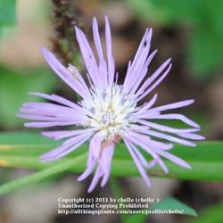 Location: My Northeastern Indiana Gardens - Zone 5b
Date: Sep 23, 2011 4:03 PM
Blooming In A Mostly Shaded Area