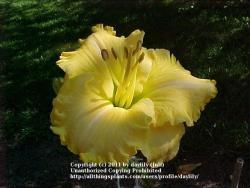 Thumb of 2011-09-27/daylily/4a39d8