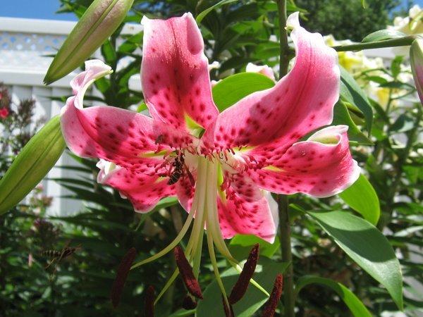 Photo of Lily (Lilium 'Scarlet Delight') uploaded by goldfinch4