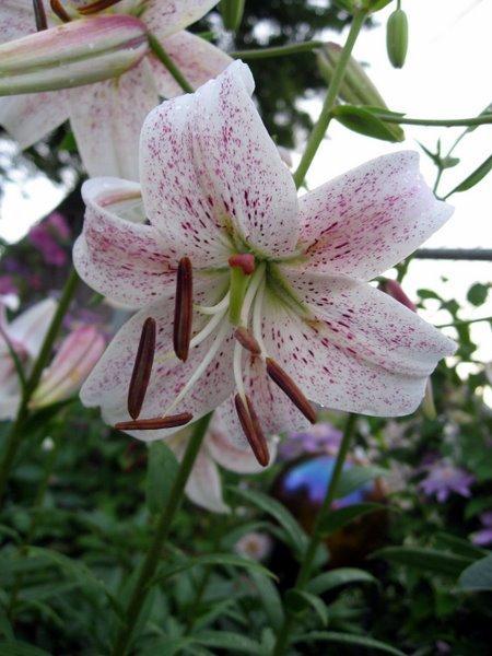Photo of Asiatic Lily (Lilium 'Rosepoint Lace') uploaded by goldfinch4