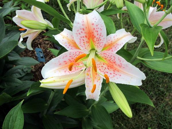 Photo of Lily (Lilium 'Salmon Star') uploaded by goldfinch4